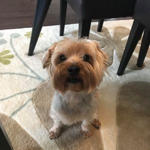 Meet your Posher, Faye